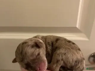 Mixed Breed dogs cupid - Ad 16