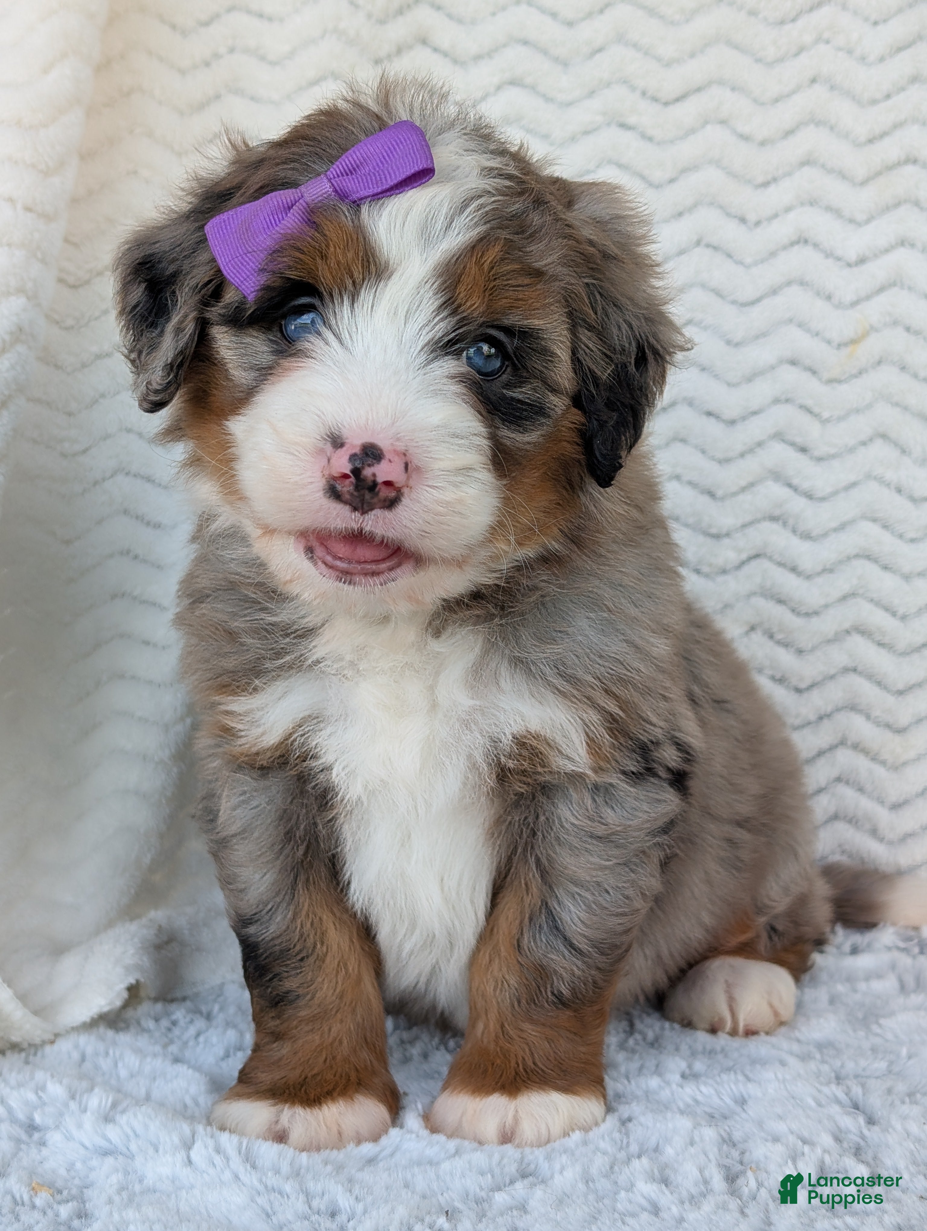 Mini Bernedoodle dogs Mini Indy  - Ad 2