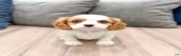 Cavalier King Charles Spaniel dogs for sale: Brady - Ad 1