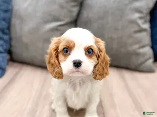 Cavalier King Charles Spaniel dogs Brady - Ad 13