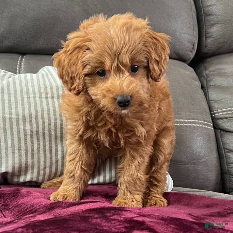 Mini Goldendoodle dogs for sale: Loki(Micro Mini Goldendoodle) - Ad 2