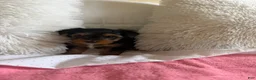 Yorkshire Terrier dogs for sale: Yorkshire Terrier 2 - Ad 2