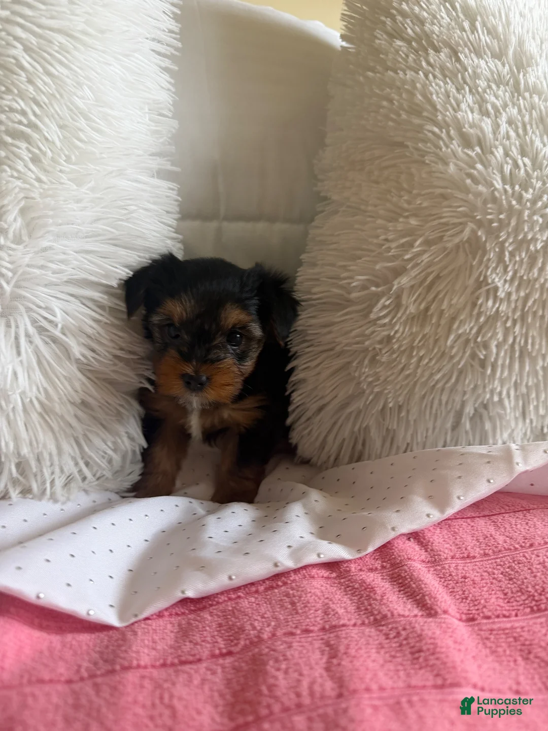 Yorkshire Terrier dogs for sale: Yorkshire Terrier 2 - Ad 2
