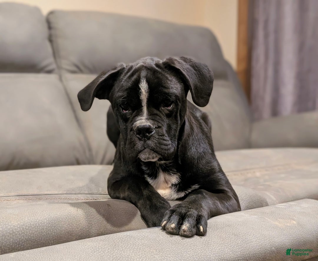 Mixed Breed dogs for sale: Taylor - Ad 5