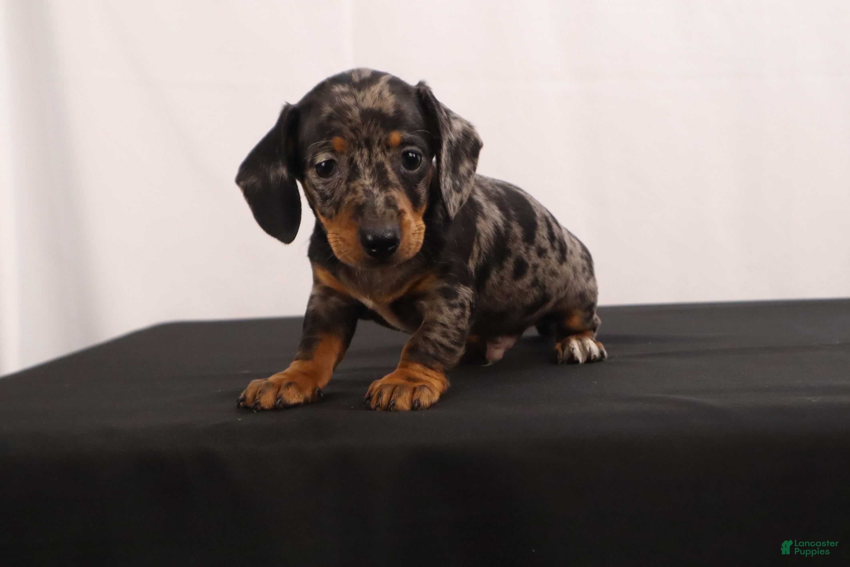 Dachshund dogs Fido - Ad 1