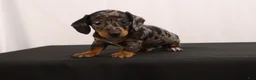 Dachshund dogs for sale: Fido - Ad 1