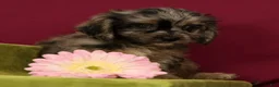 Cavapoo dogs for sale: Sage - Ad 5