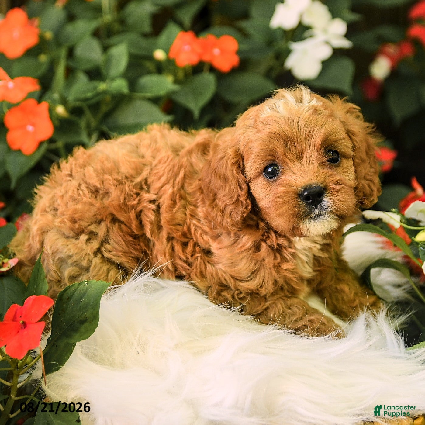 Cavapoo dogs Buddy - Ad 2