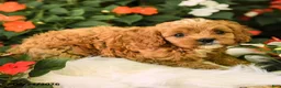 Cavapoo dogs for sale: Buddy - Ad 2
