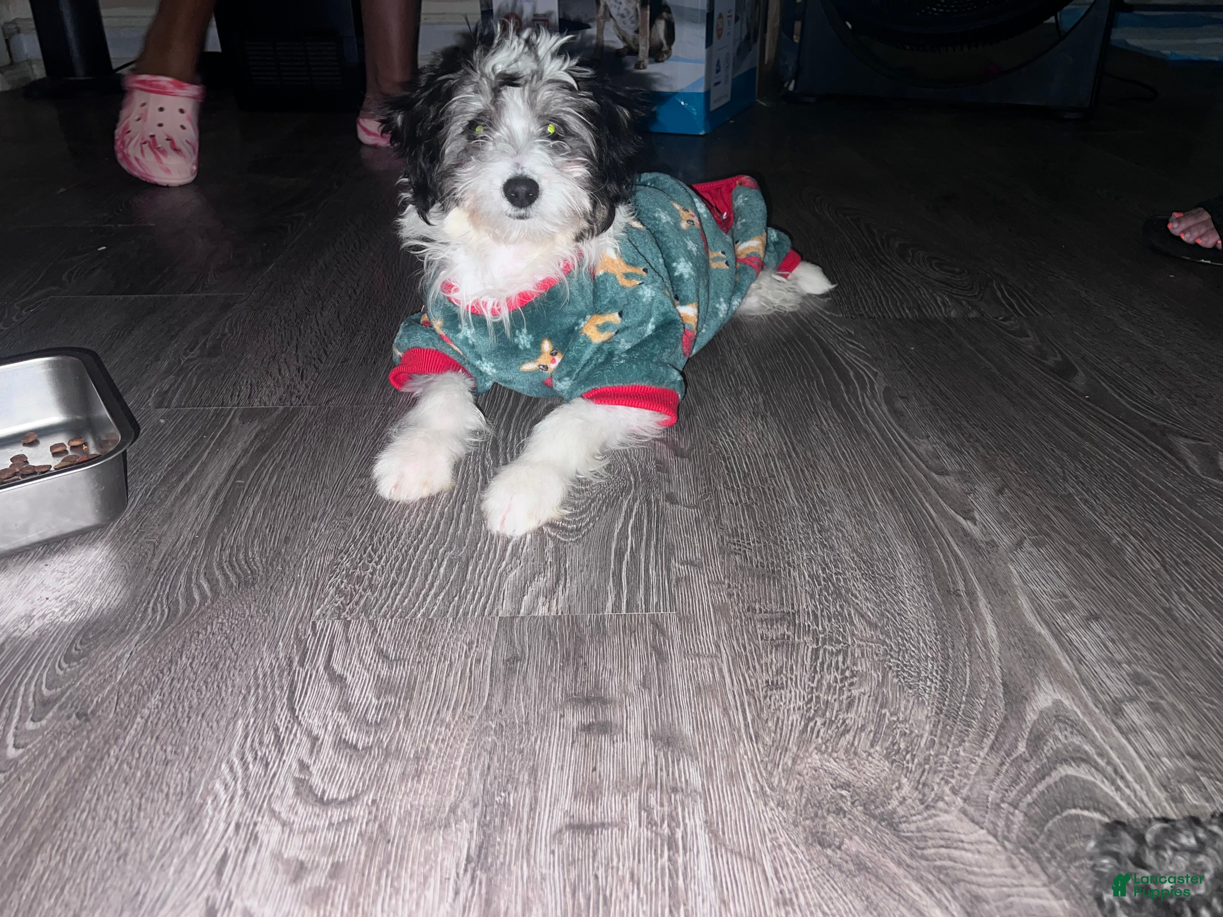 Mini Bernedoodle dogs Oreo - Ad 3