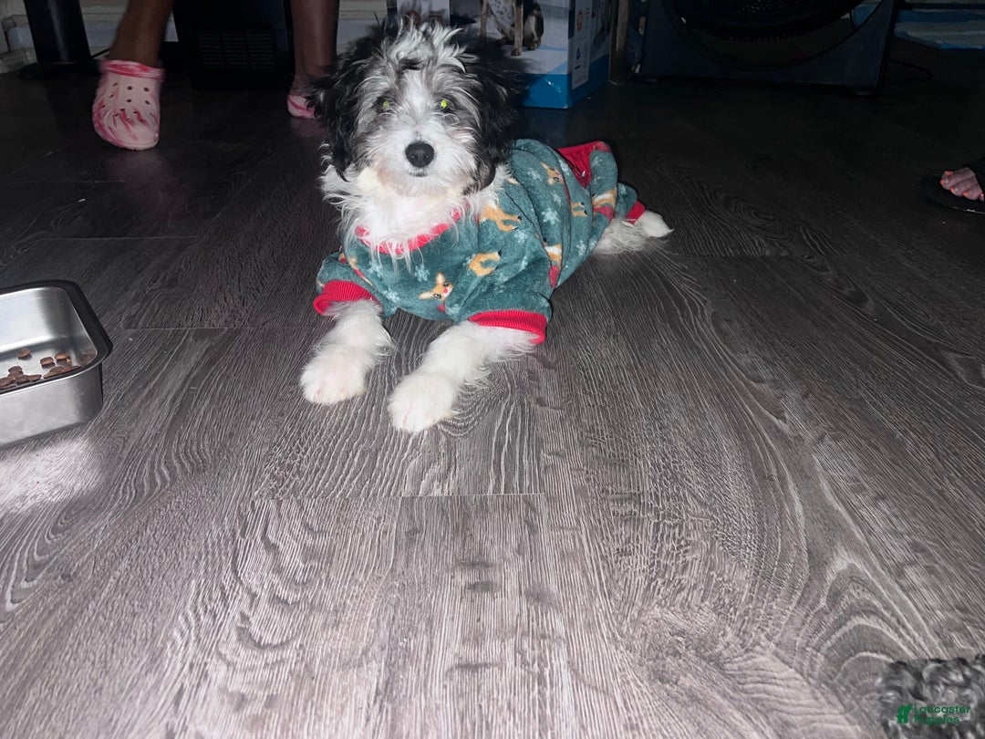 Mini Bernedoodle dogs for sale: Oreo - Ad 1