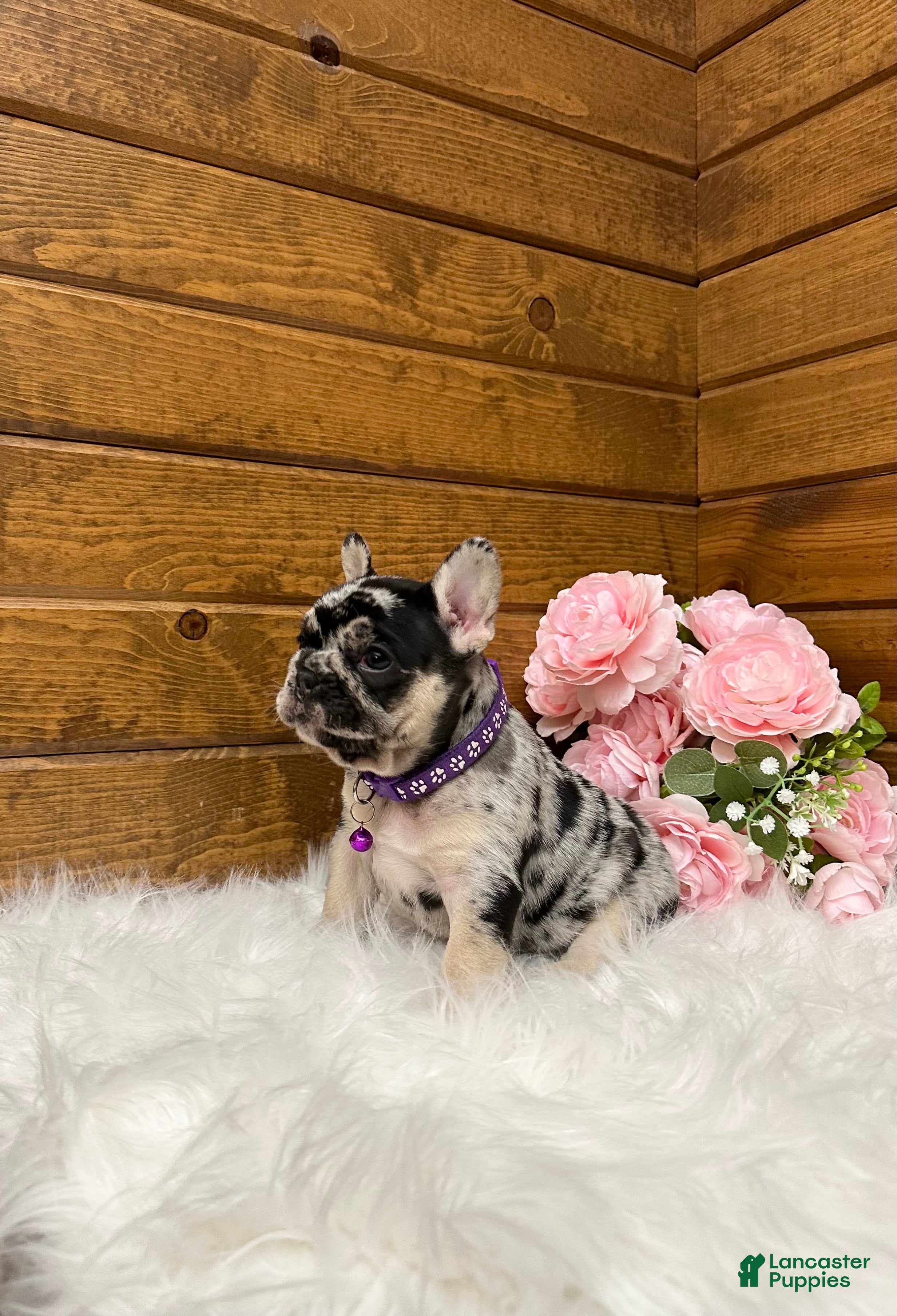 French Bulldog dogs Avery - Ad 2