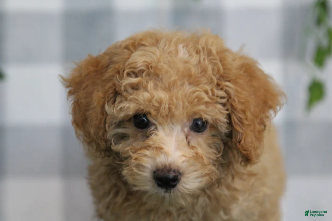 Miniature Poodle dogs for sale: Oakley - Ad 1