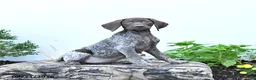German Shorthaired Pointer dogs for sale: Mabel - Ad 4