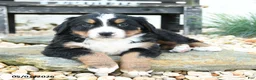 Bernese Mountain Dog dogs for sale: Big Ben - Ad 1