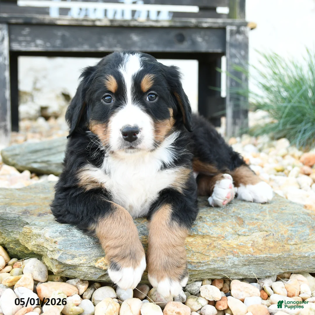 Bernese Mountain Dog dogs for sale: Big Ben - Ad 1