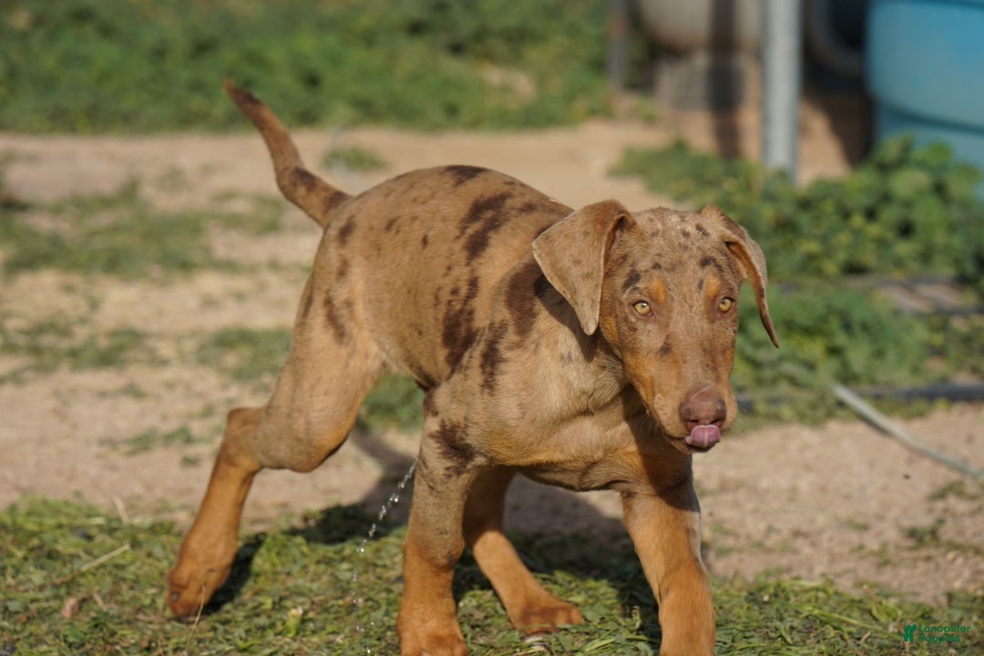 Mixed Breed dogs for sale: Lilac Fawn Merle M1 RT - Ad 1