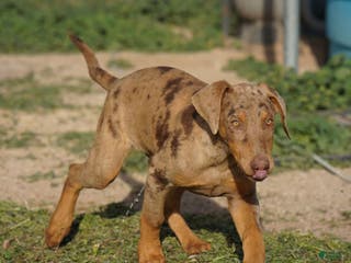 Mixed Breed dogs Lilac Fawn Merle M1 RT - Ad 4