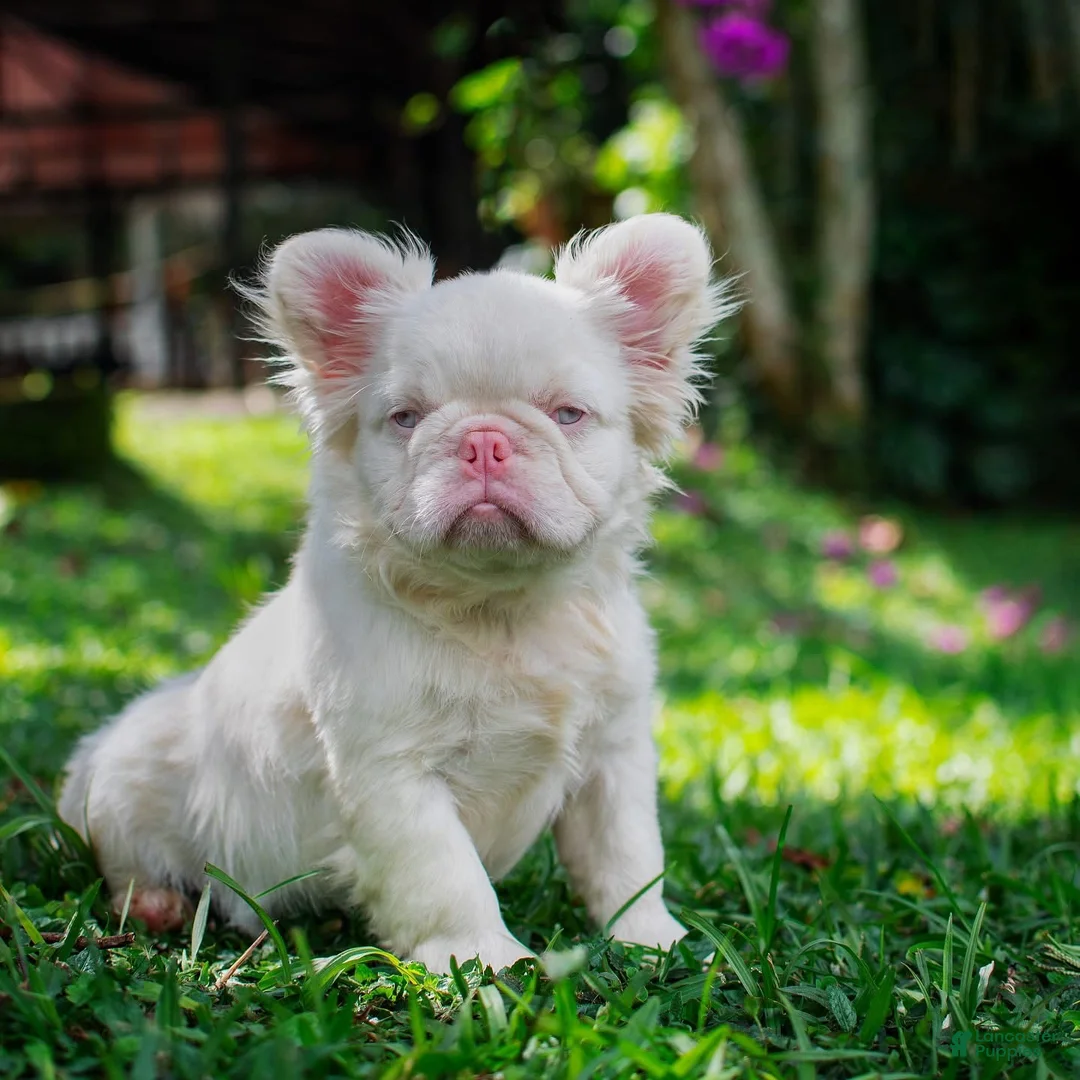 French Bulldog dogs for sale: Suga  - Ad 2