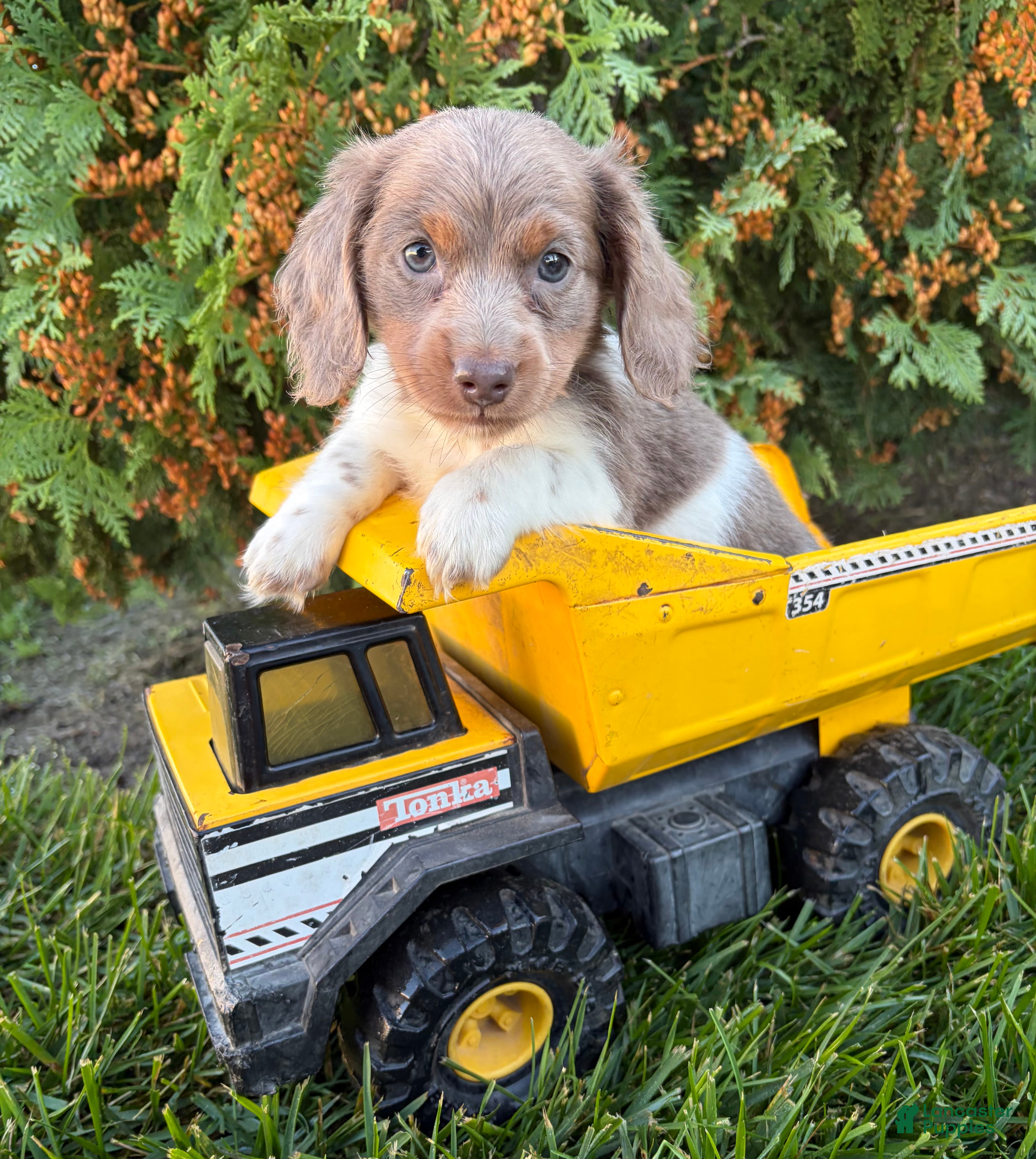 Calihan, Dachshund