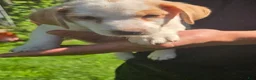 Jack Russell Terrier dogs for sale: Jack Russell Terrier 1 - Ad 4