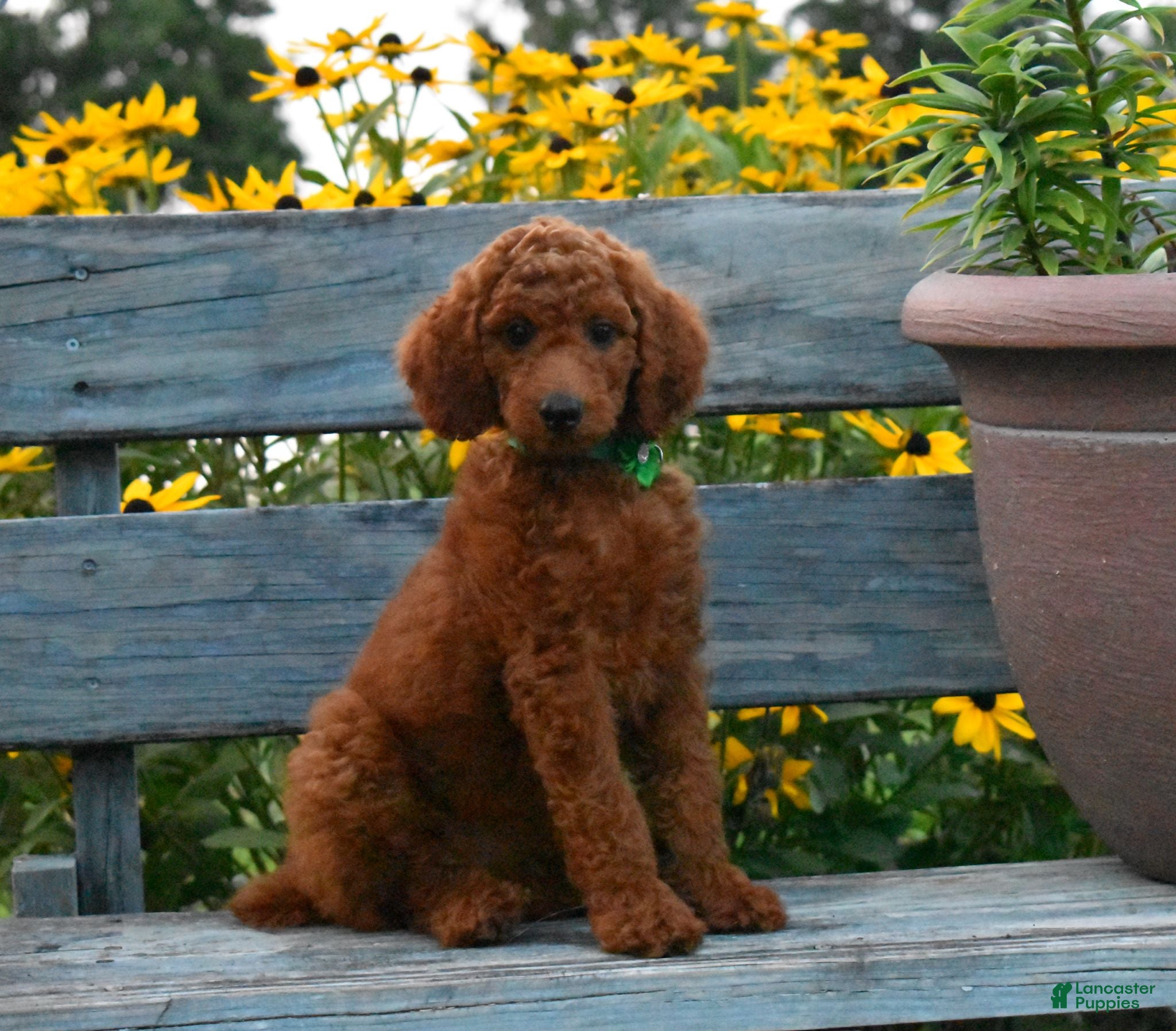 Standard Poodle dogs Bridget moyen - Ad 1