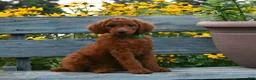 Standard Poodle dogs for sale: Bridget moyen - Ad 1
