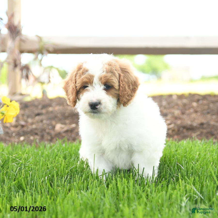 Goldendoodle dogs for sale: Tootsie - Ad 1