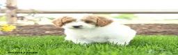 Goldendoodle dogs for sale: Tootsie - Ad 1
