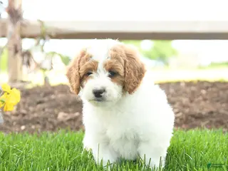 Goldendoodle dogs for sale: Tootsie - Ad 1