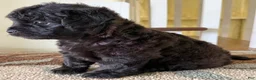 Mixed Breed dogs for sale: Shadow - Ad 3