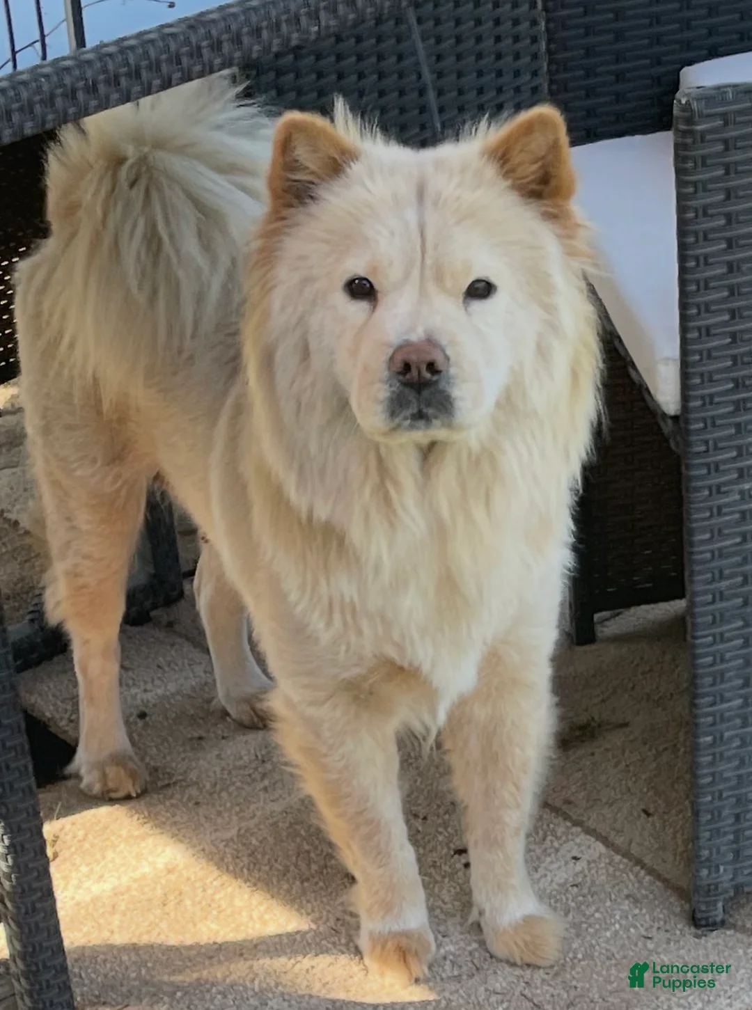 Mixed Breed dogs for sale: Enora - Ad 2