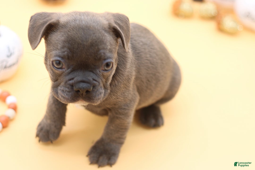 French Bulldog dogs for sale: French Bulldog Puppy 7 - Ad 9
