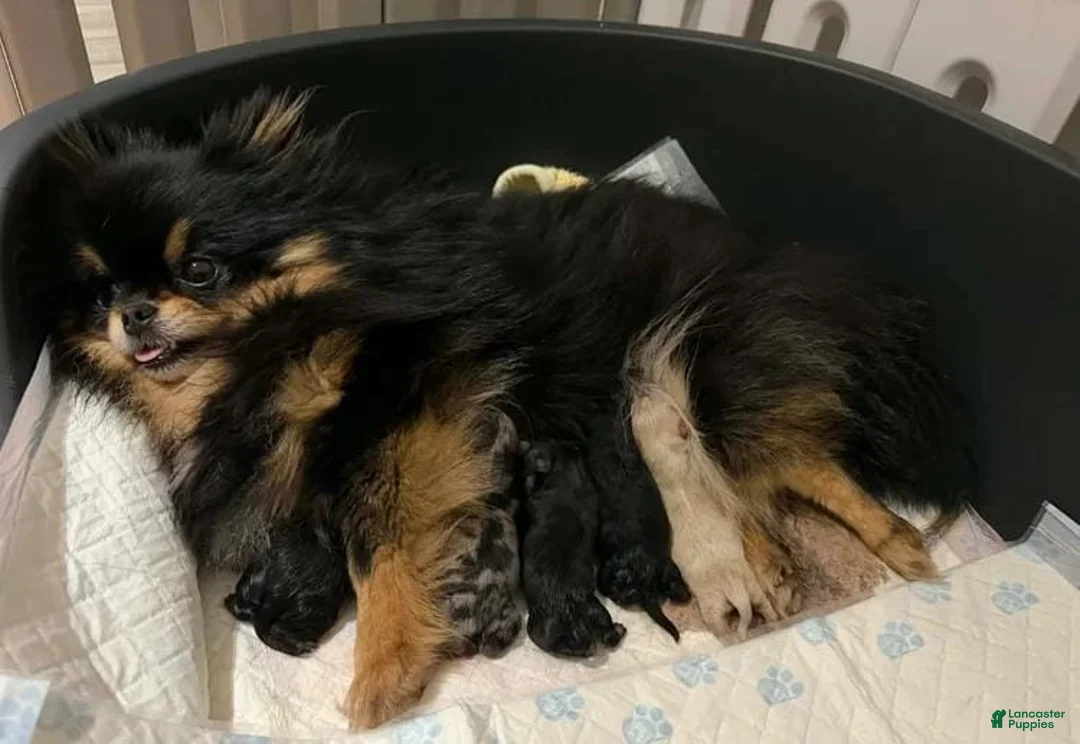 Pomeranian dogs for sale: Kenny - Ad 2