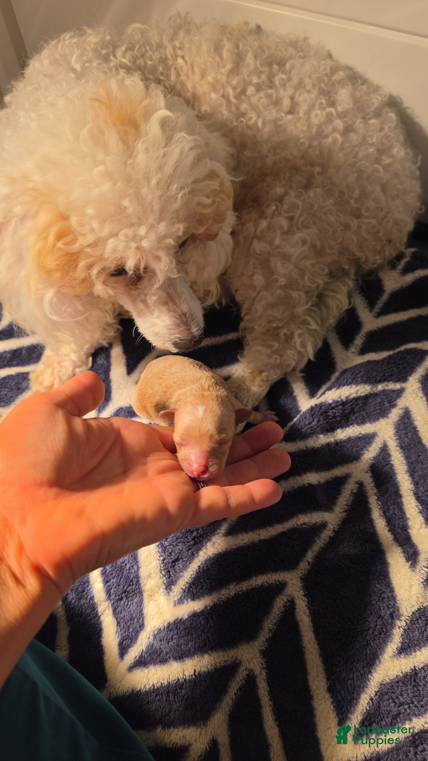 Toy Poodle dogs Toy Poodle 1 - Ad 2