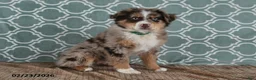 Australian Shepherd dogs for sale: Miles - Ad 2