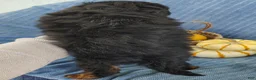 Mixed Breed dogs for sale: Snoopy  - Ad 5