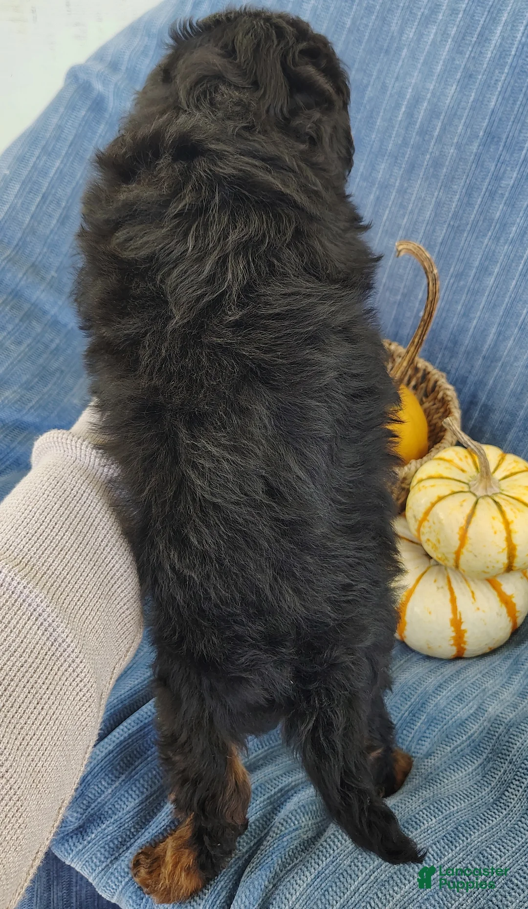 Mixed Breed dogs for sale: Snoopy  - Ad 5