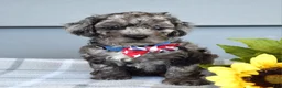 Cockapoo dogs for sale: Oreo - Ad 5