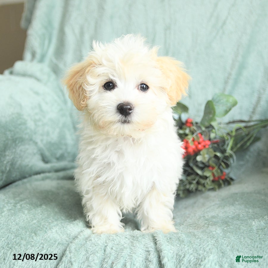 Maltipoo dogs Landon - Ad 6