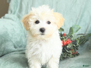Maltipoo dogs Landon - Ad 7