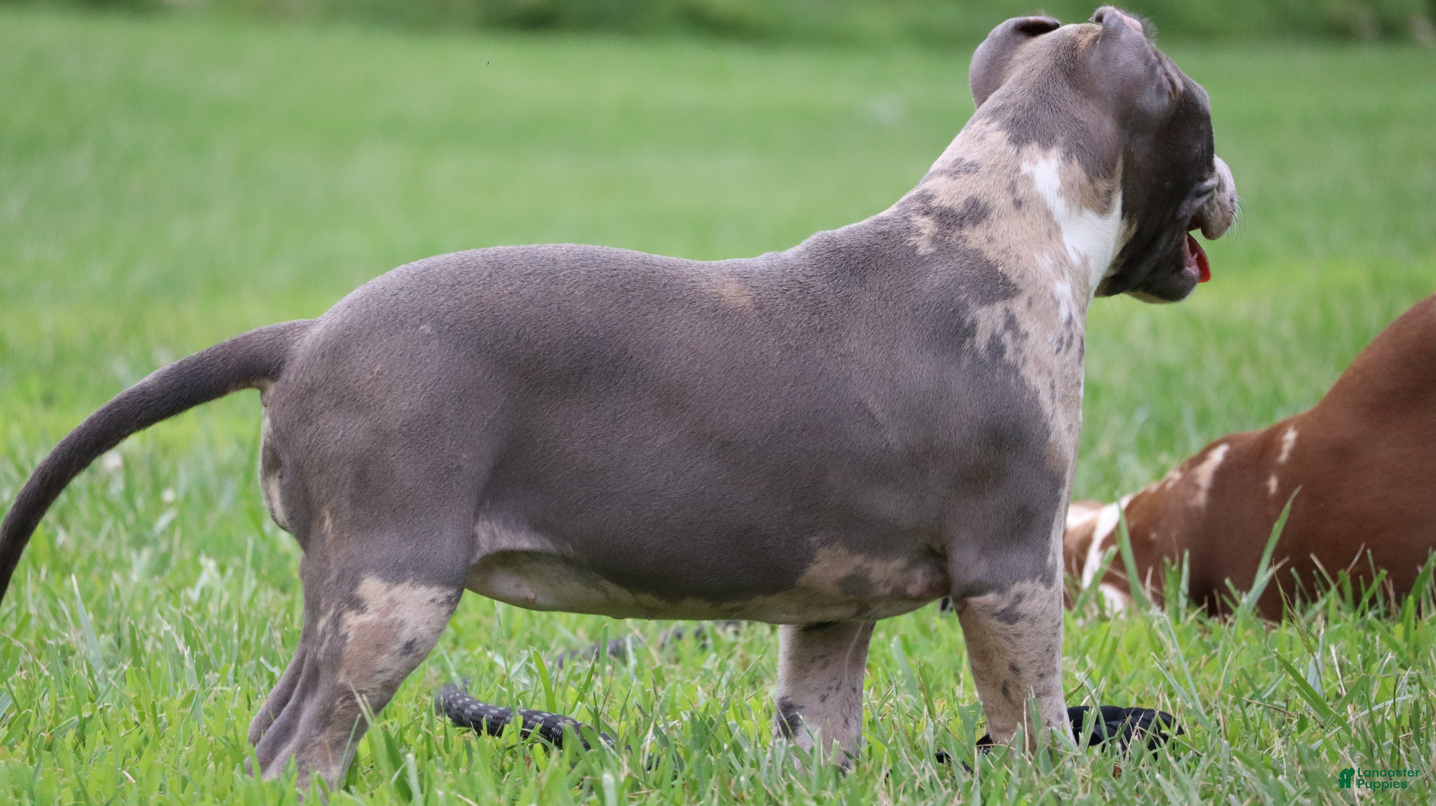 American Bully dogs Iris - Ad 2