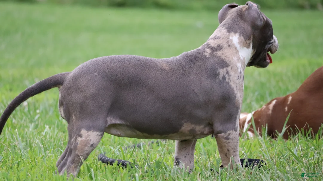American Bully dogs for sale: Iris - Ad 2