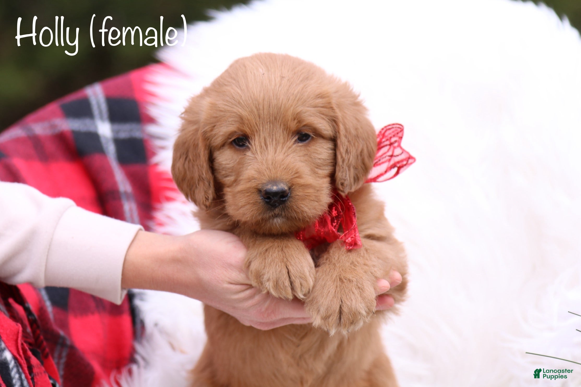 Labradoodle dogs Holly - Ad 24