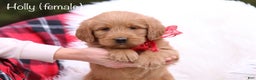 Labradoodle dogs for sale: Holly - Ad 1