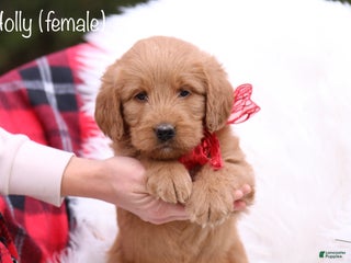 Labradoodle dogs Holly - Ad 11