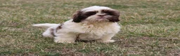 Shih Tzu dogs for sale: Erinie - Ad 12