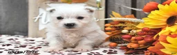 West Highland Terrier dogs for sale: Winter - Ad 3