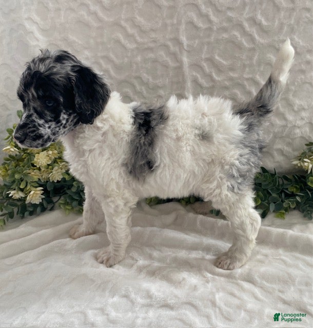 Standard Poodle dogs Kelsey- genetic clear - Ad 2