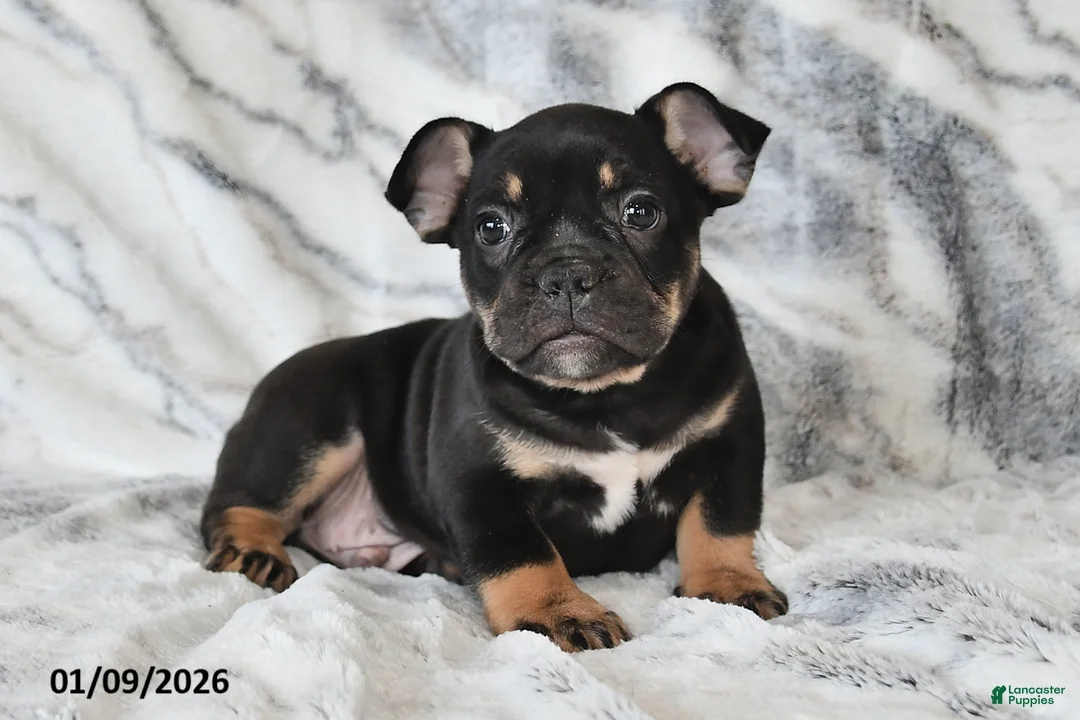 Mixed Breed dogs for sale: Naaman - Ad 10